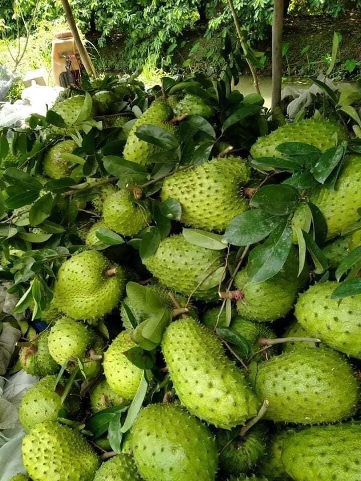 Trà mãng cầu xiêm túi lọc