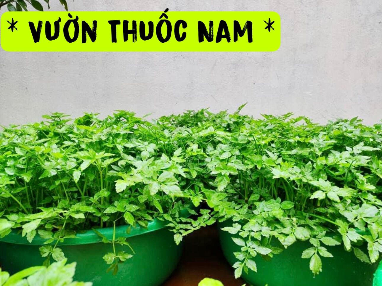 Bầu giống rau cần nươc cây rau cần nước bầu giống rau