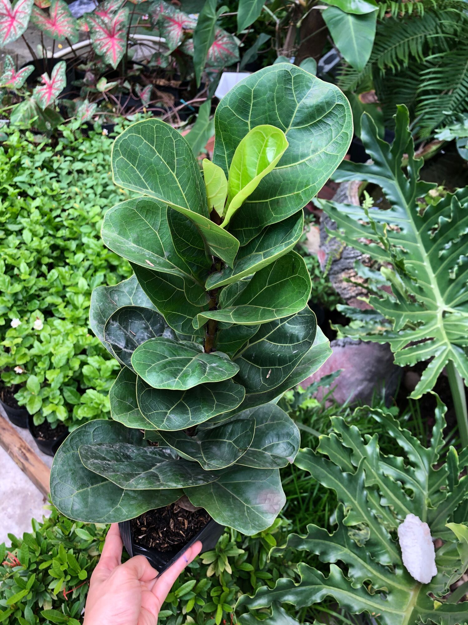 Cây bàng Singapore lá nhỏ