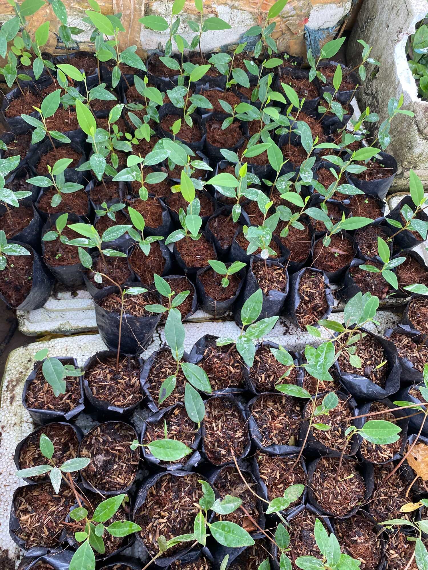 Cây bình bát ( cây giống )