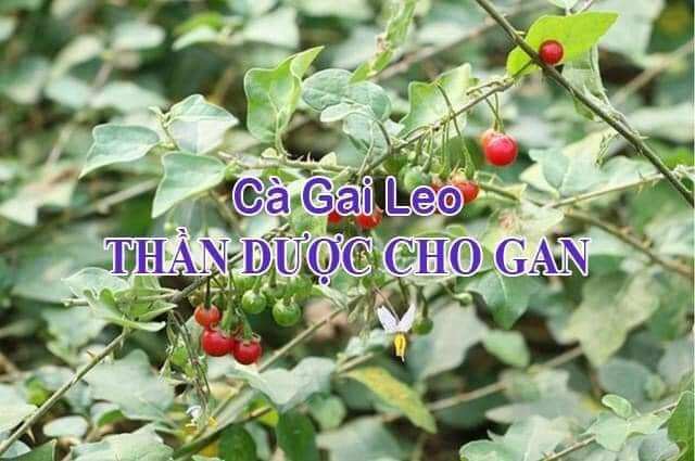 1kg cà gai Leo sấy khô đẹp