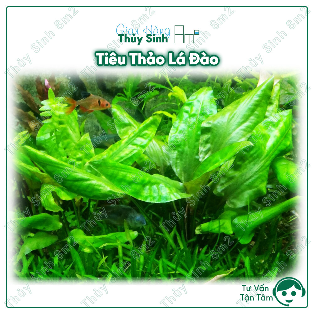 Cây tiêu thảo lá đào, cây thủy sinh trung cảnh, cắm nền, không co2 | 8m2