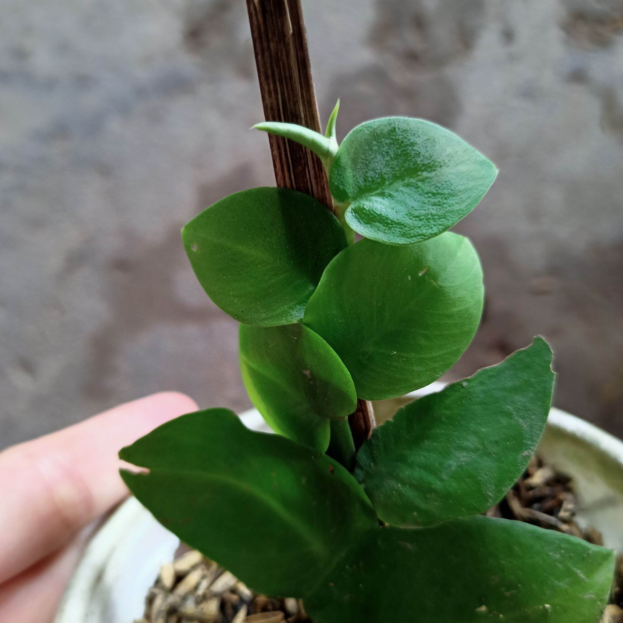 Chậu cây tắc kè thái leo cột