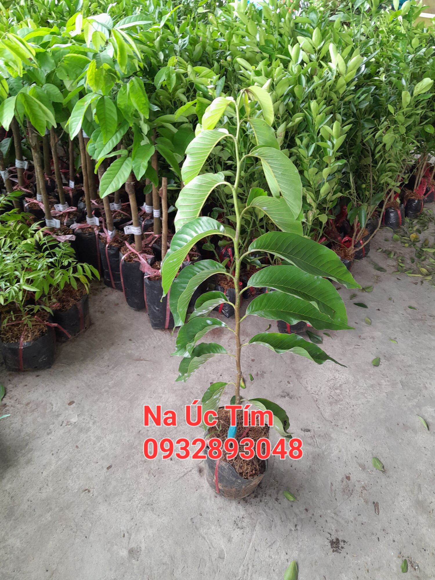 Cây na đỏ úc