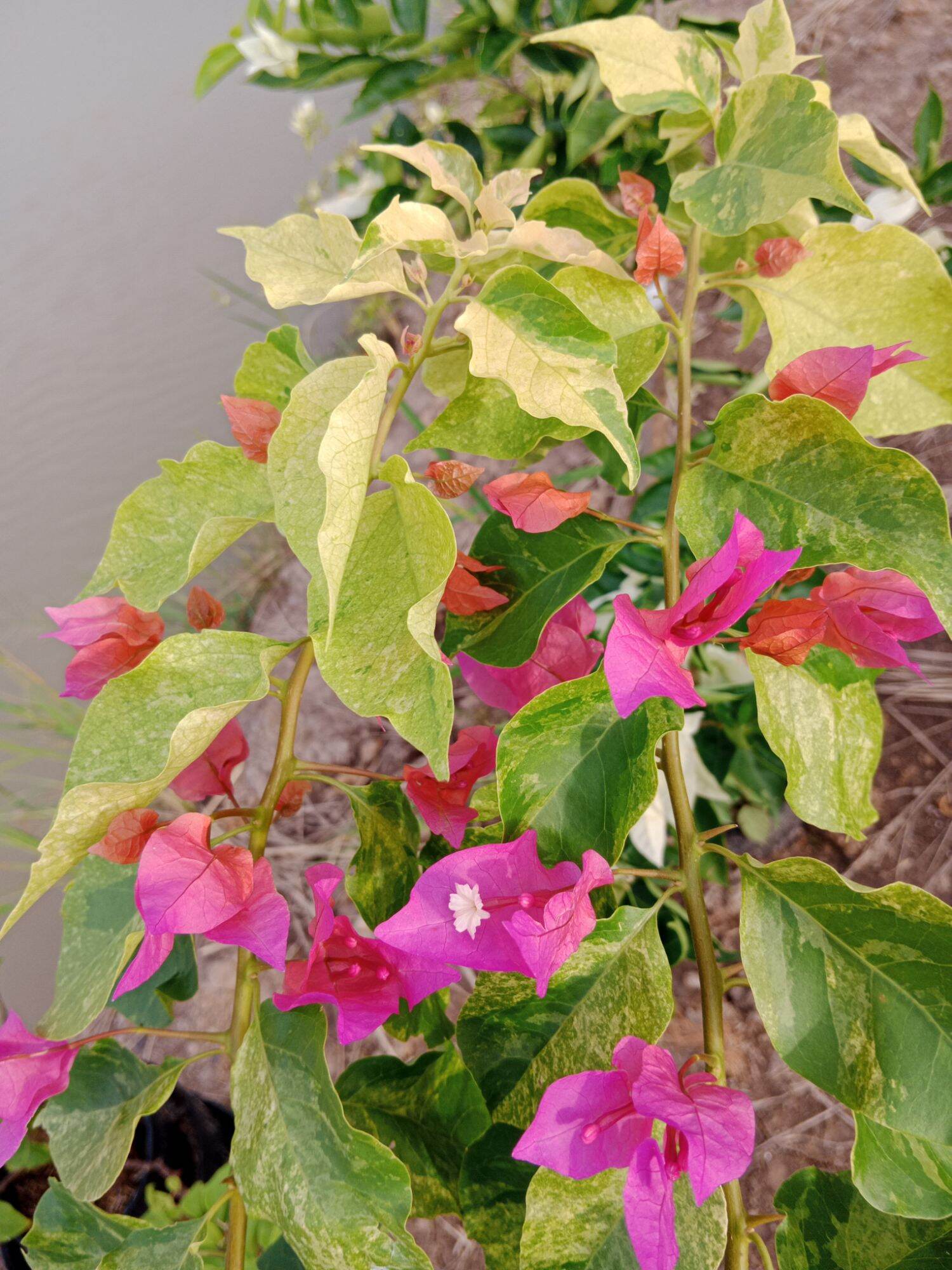 cây hoa giấy ghép ( cam hồng cánh thái)