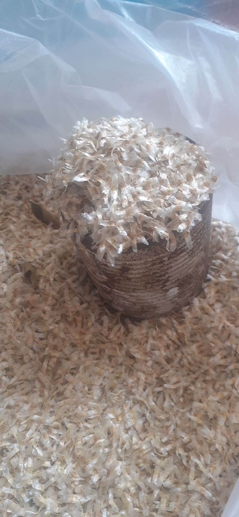 1 lon hạt núc nác giống