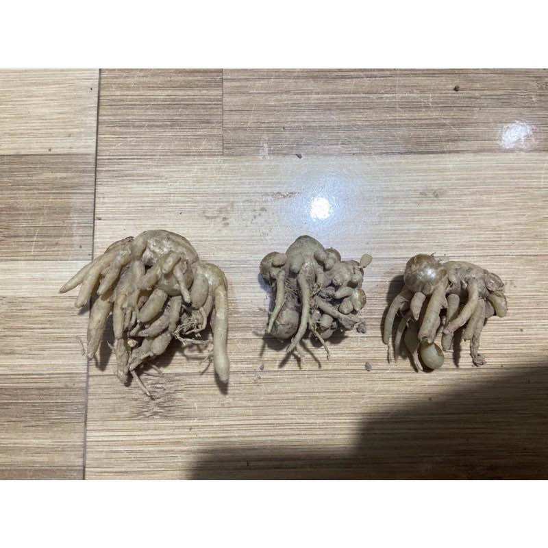 Củ địa liền giống cũ (1 cây hoặc củ giống theo mùa)