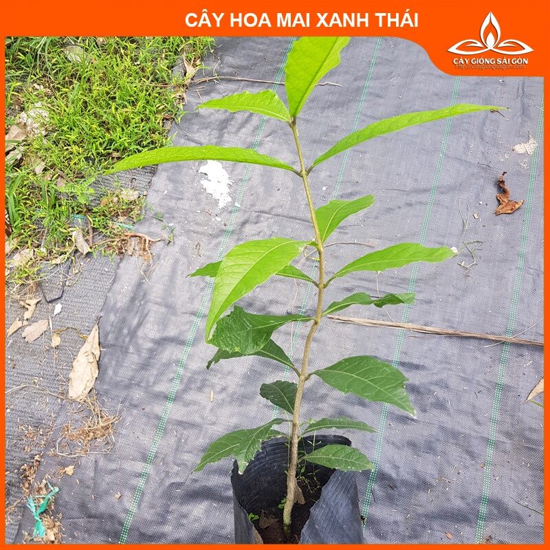 Cây hoa mai xanh thái