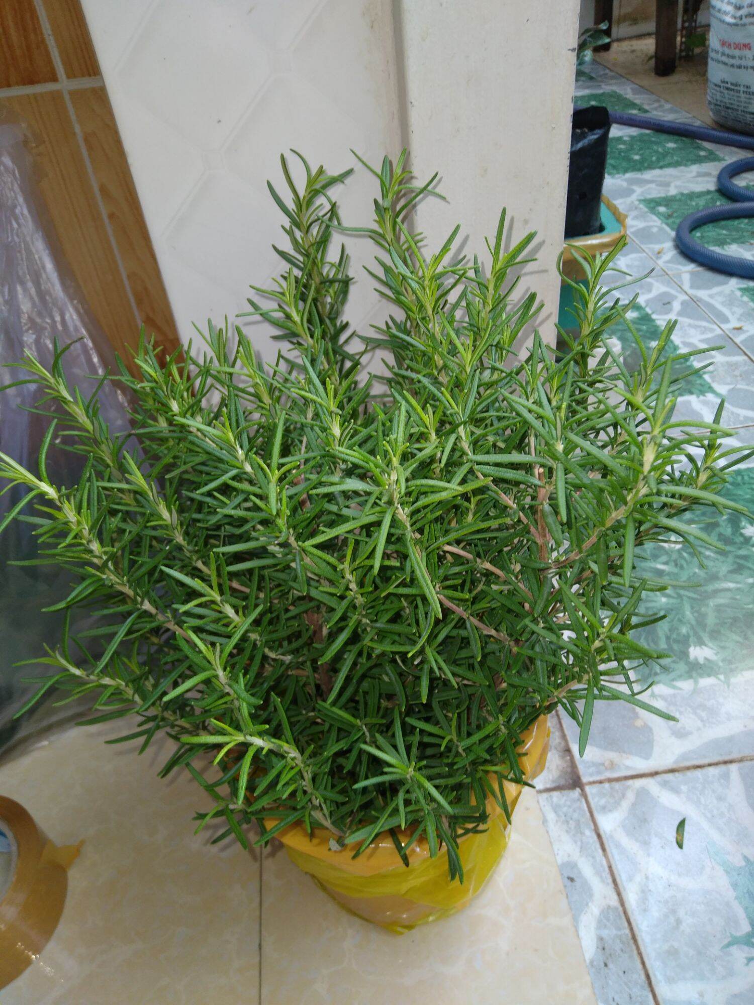 Chậu hương thảo to đẹp như hình.