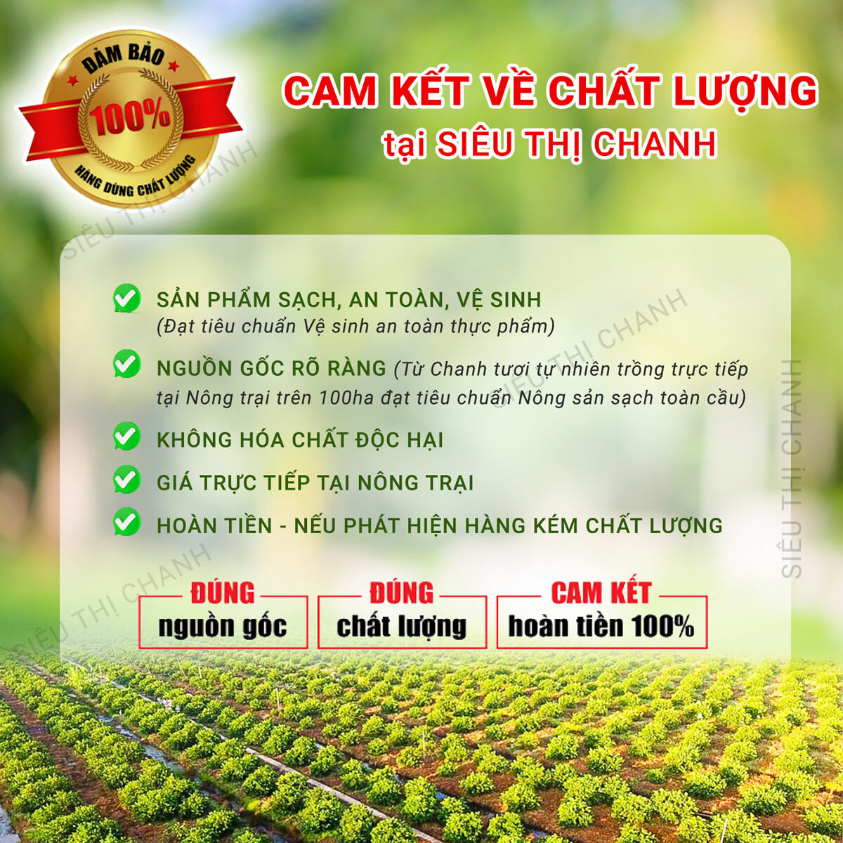 Bột Chanh Gia Vị CHAVI 400gr [NHÀ CUNG CẤP - Có Cam Kết]