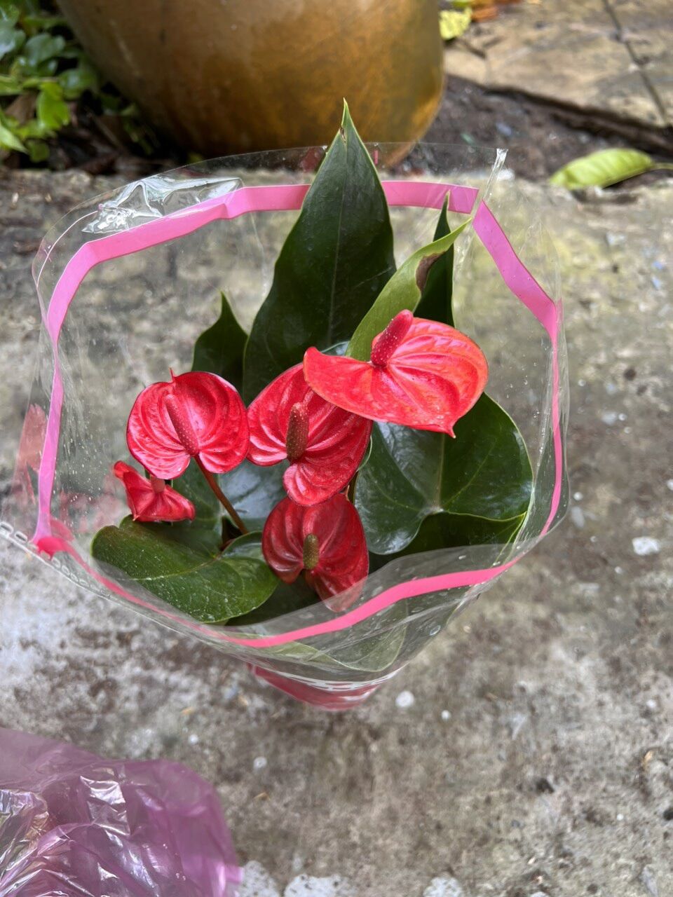 Cây hồng môn ( hình cây thật