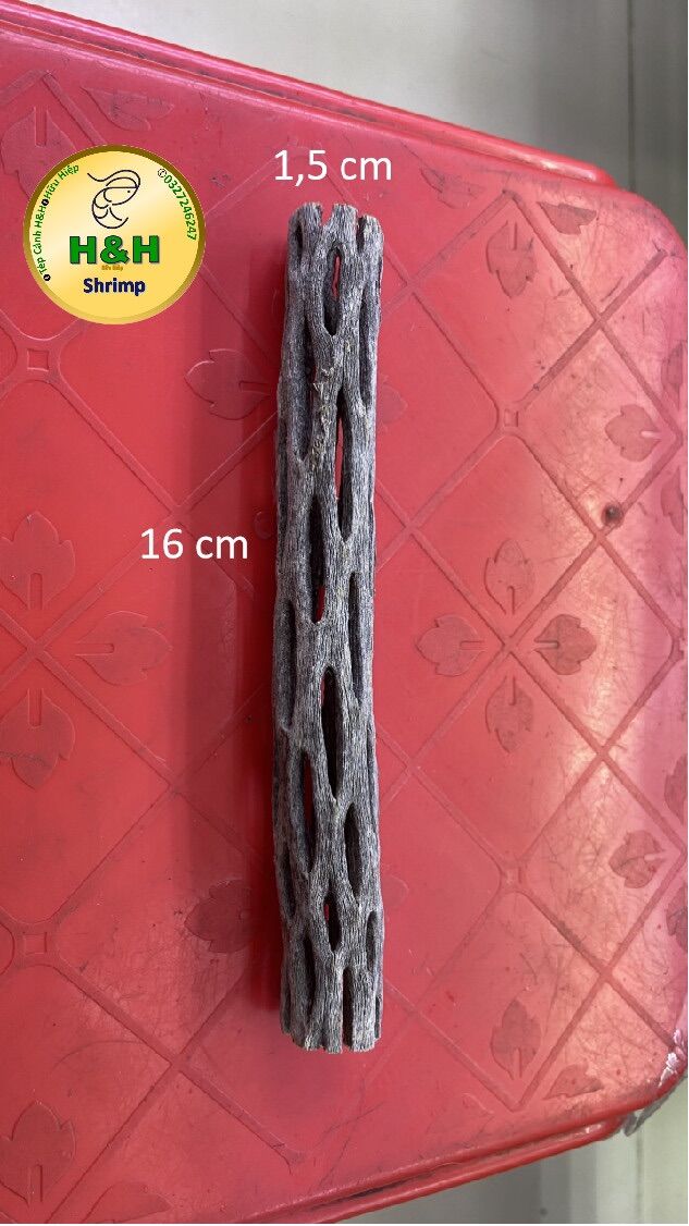 Lũa cholla trang trí cho bể tép cảnh