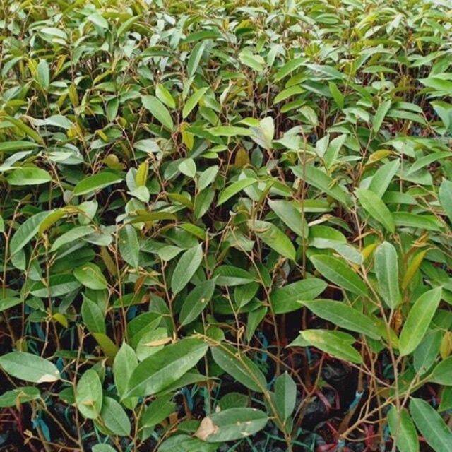 cây giống sầu riêng musangking (cây ghép siêu sớm)