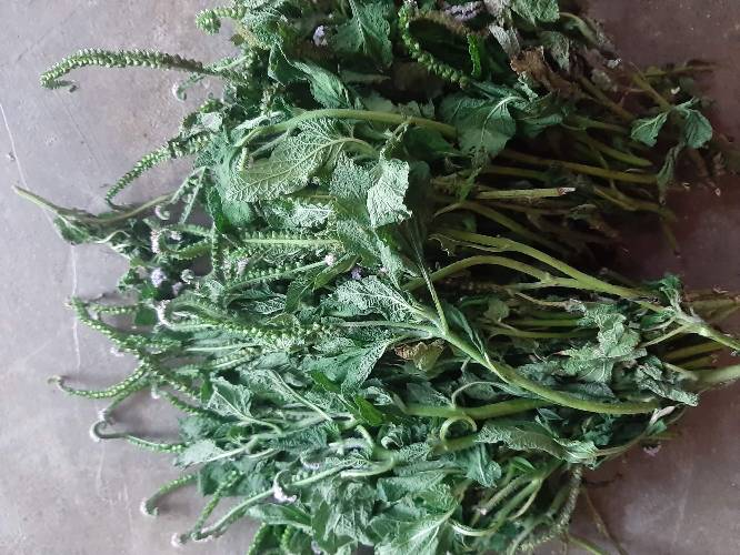 Cây vòi voi khô ở quê làm (0.5 - 3kg) viêm da cơ địa