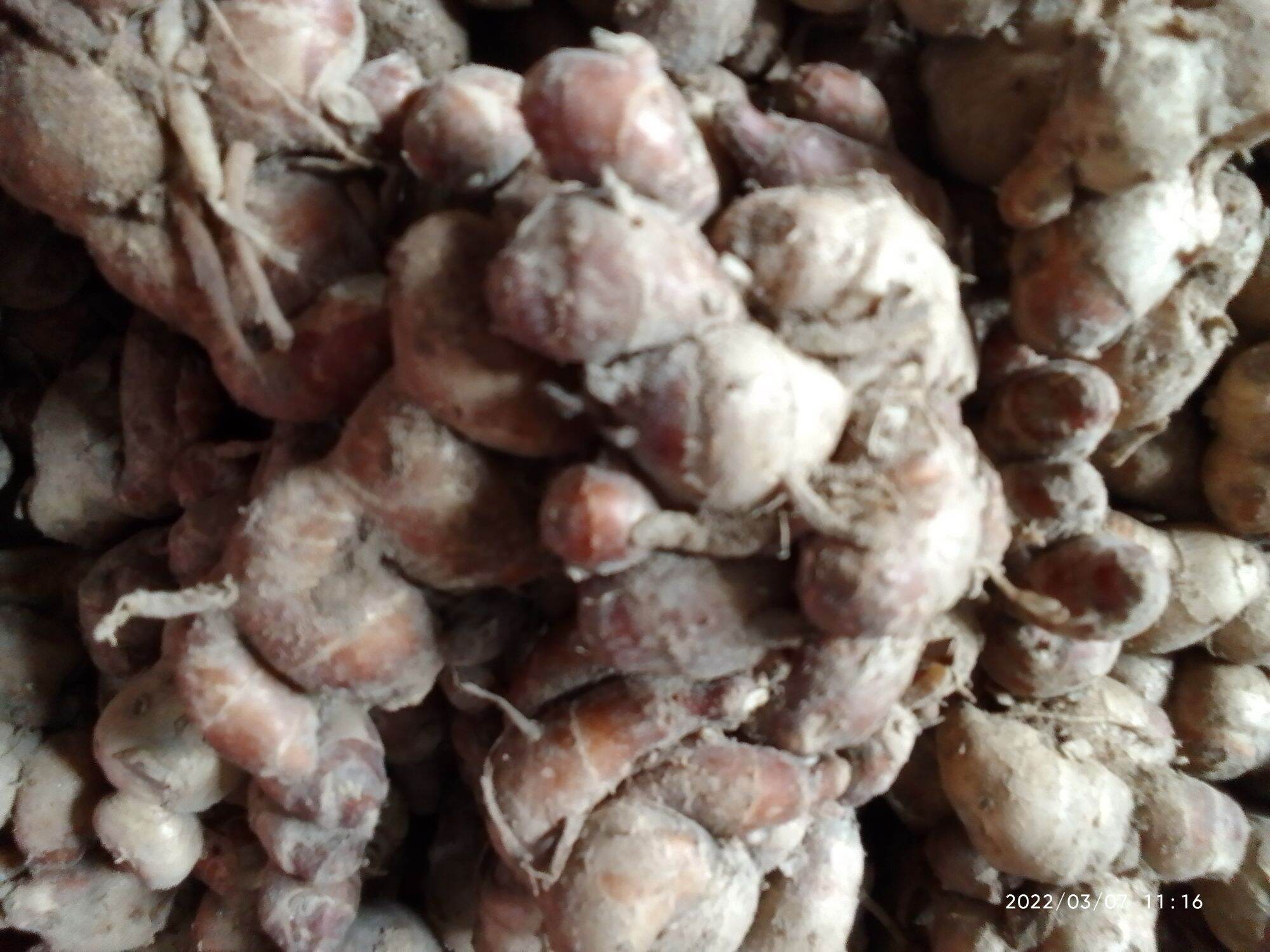 củ địa liền tươi 1kg/ củ xá kén/củ xá kiếng