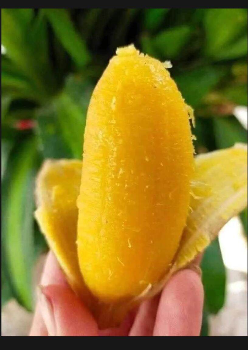 1 KÍ CHUỐI SÁP NGHỆ VỀ NẤU ĂN DẺO-THƠM NGON