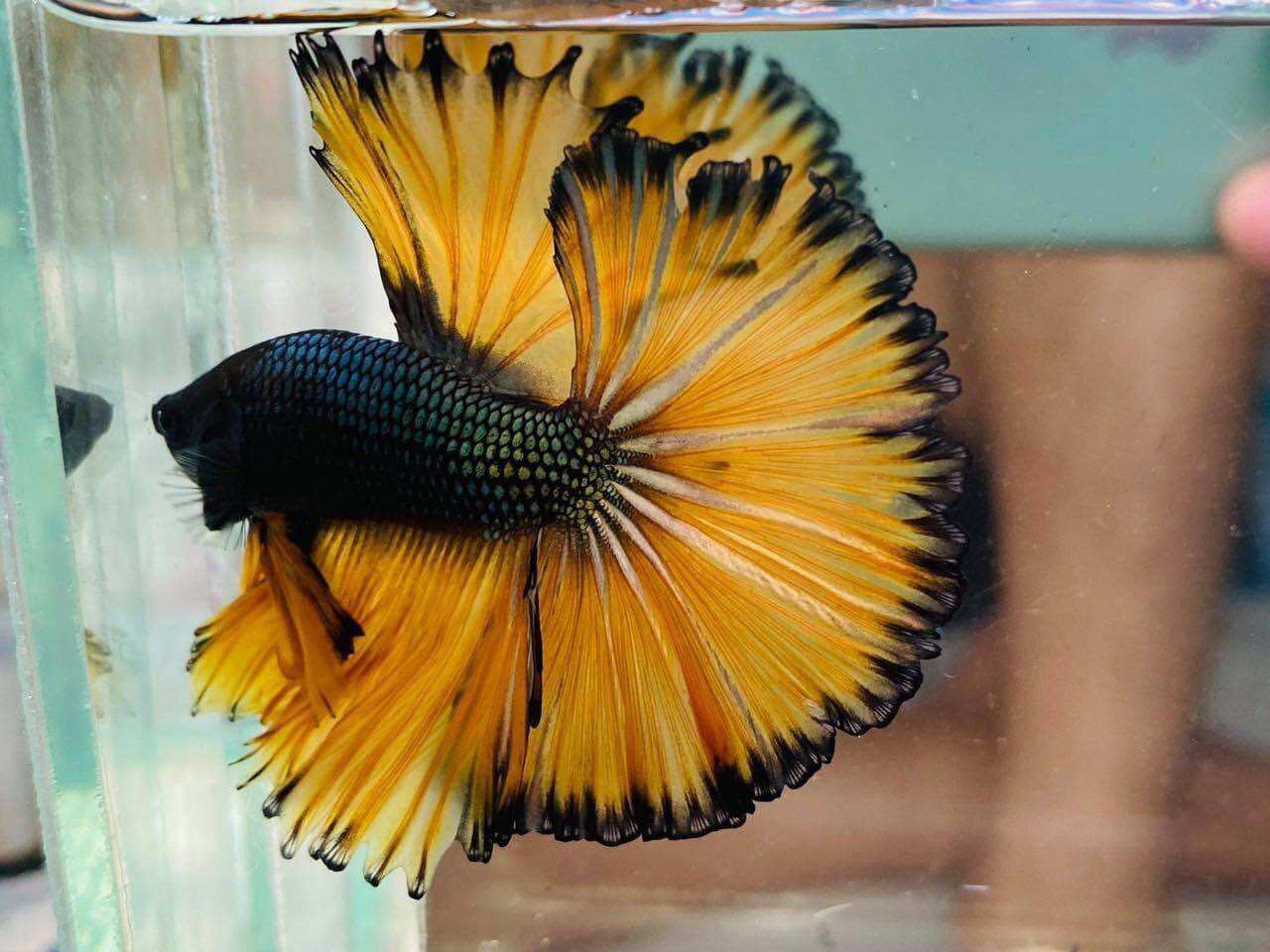 Betta Halfmoon trống
