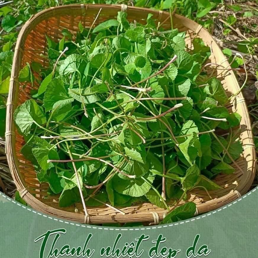 BỘT RAU MÁ SẤY LẠNH