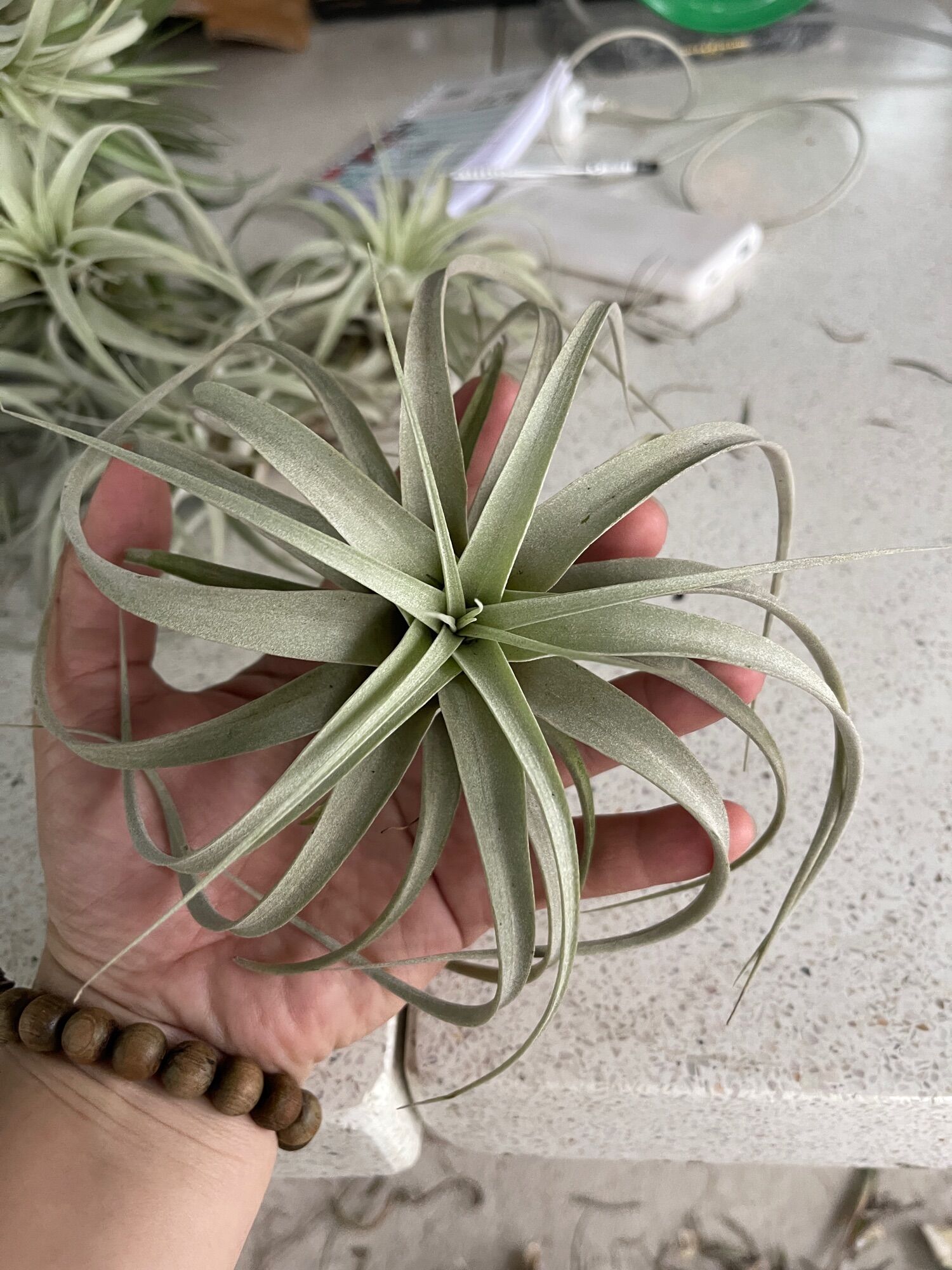 Cây không khí xerographica mini