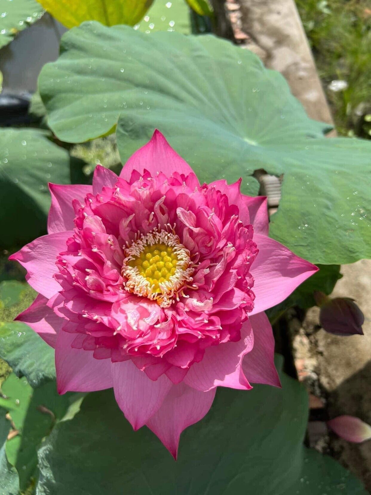 Sen Vạn Thọ Hồng- Củ giống