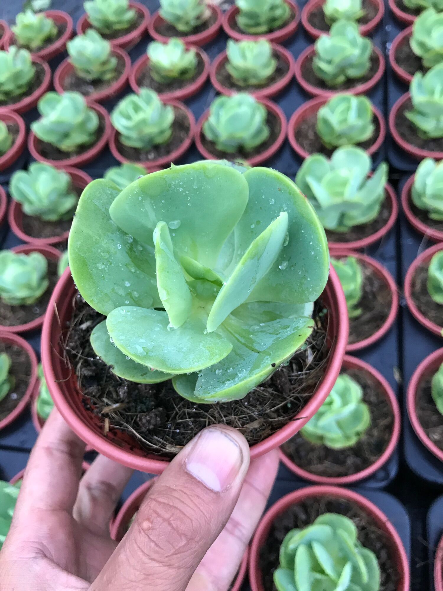 Sen pháp size trung
