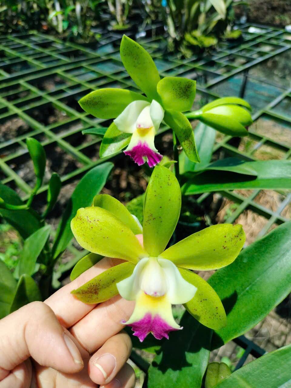 Cattleya mini Landwood đang nụ hoa thơm
