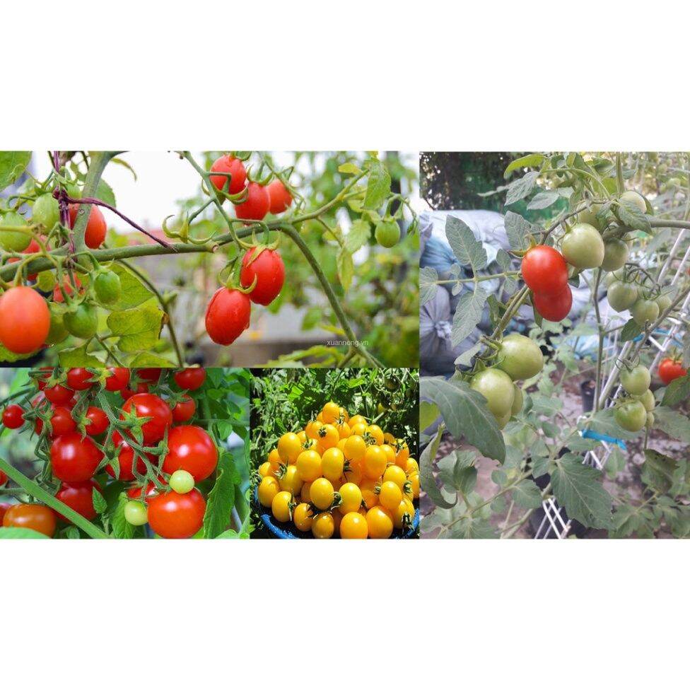 Hạt Giống Cà Chua Bi Siêu Trái