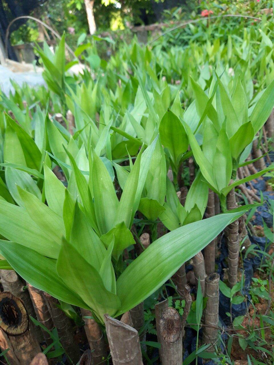 Combo 5 cây Sâm Cau giống