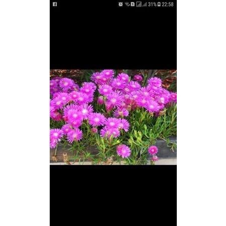 Cây Giống Hoa Mười Giờ Nhật(1 bó 20 cây)