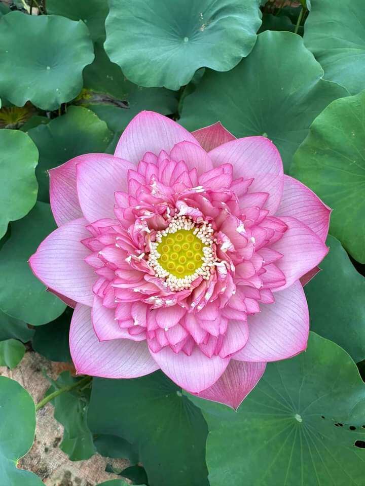 Củ sen hồng cánh kép