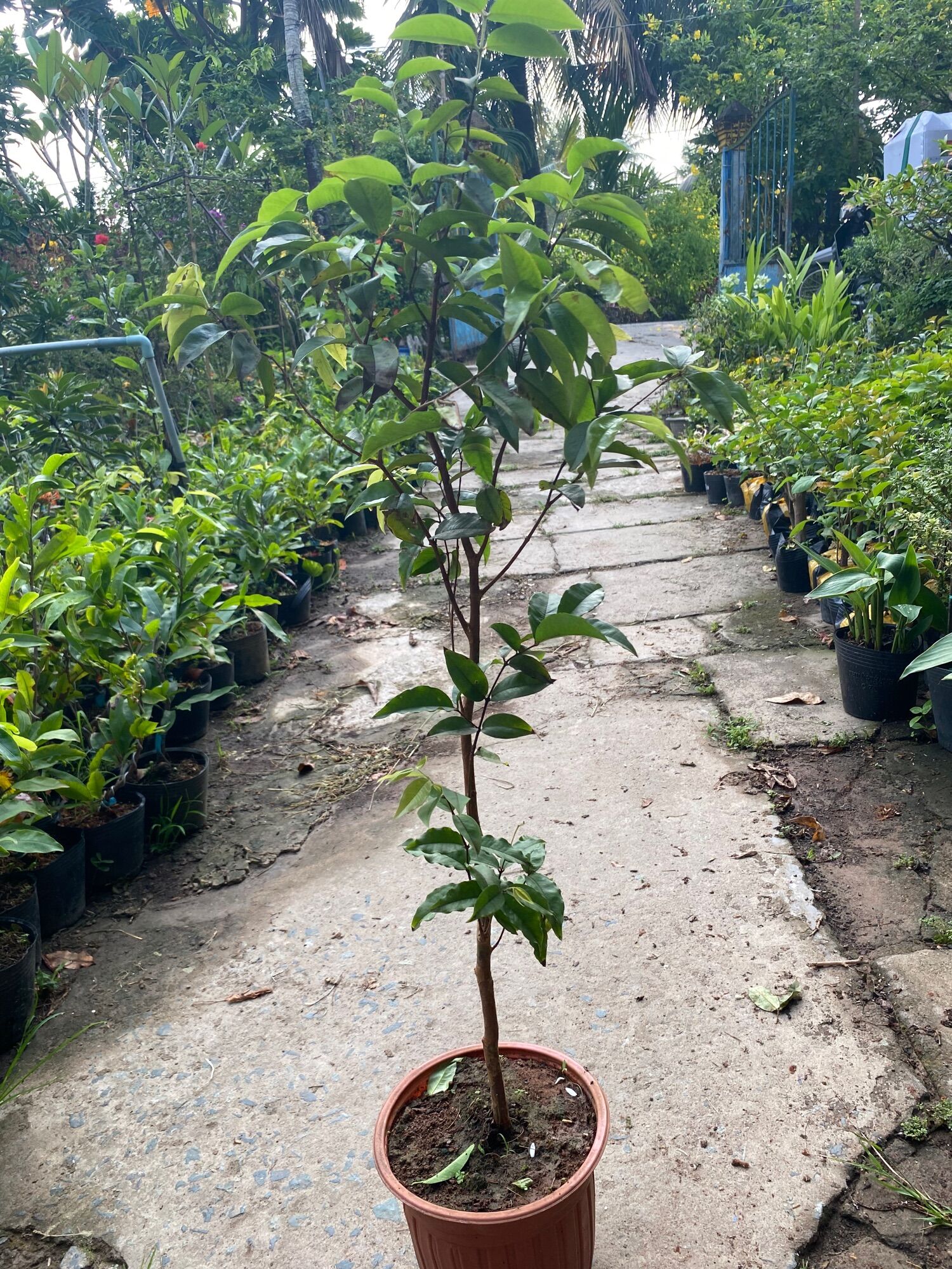 Cây Nho Thân Gỗ cao 60-80cm