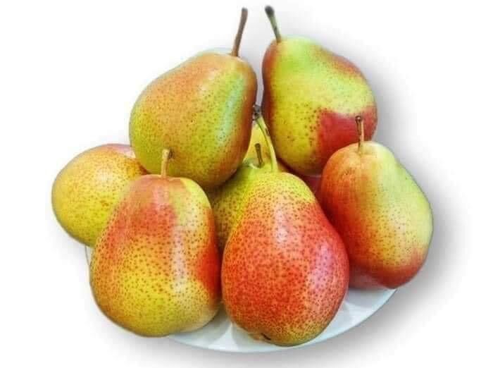 Cây giống Lê Nam Phi (1 bầu 20cm)