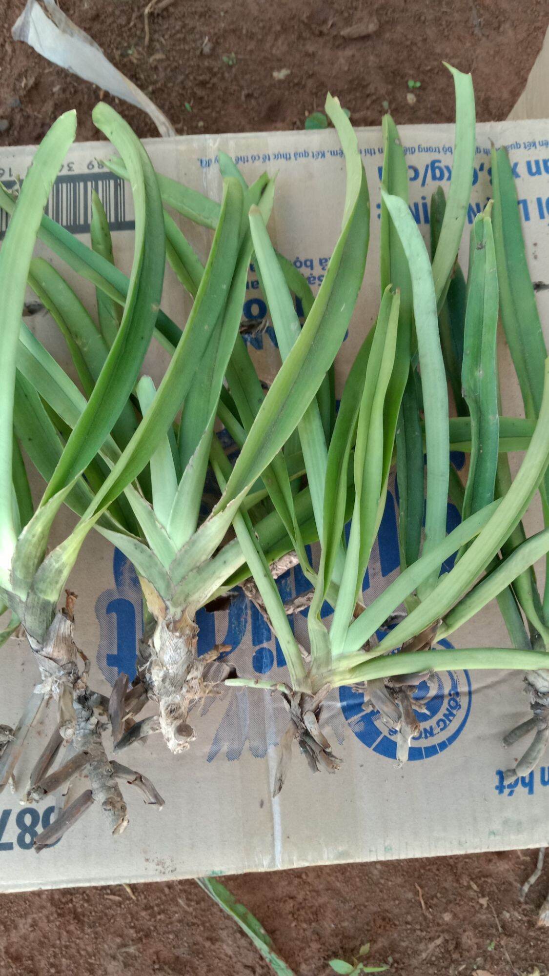 Combo 3 cây lan đuôi chồn 90 k