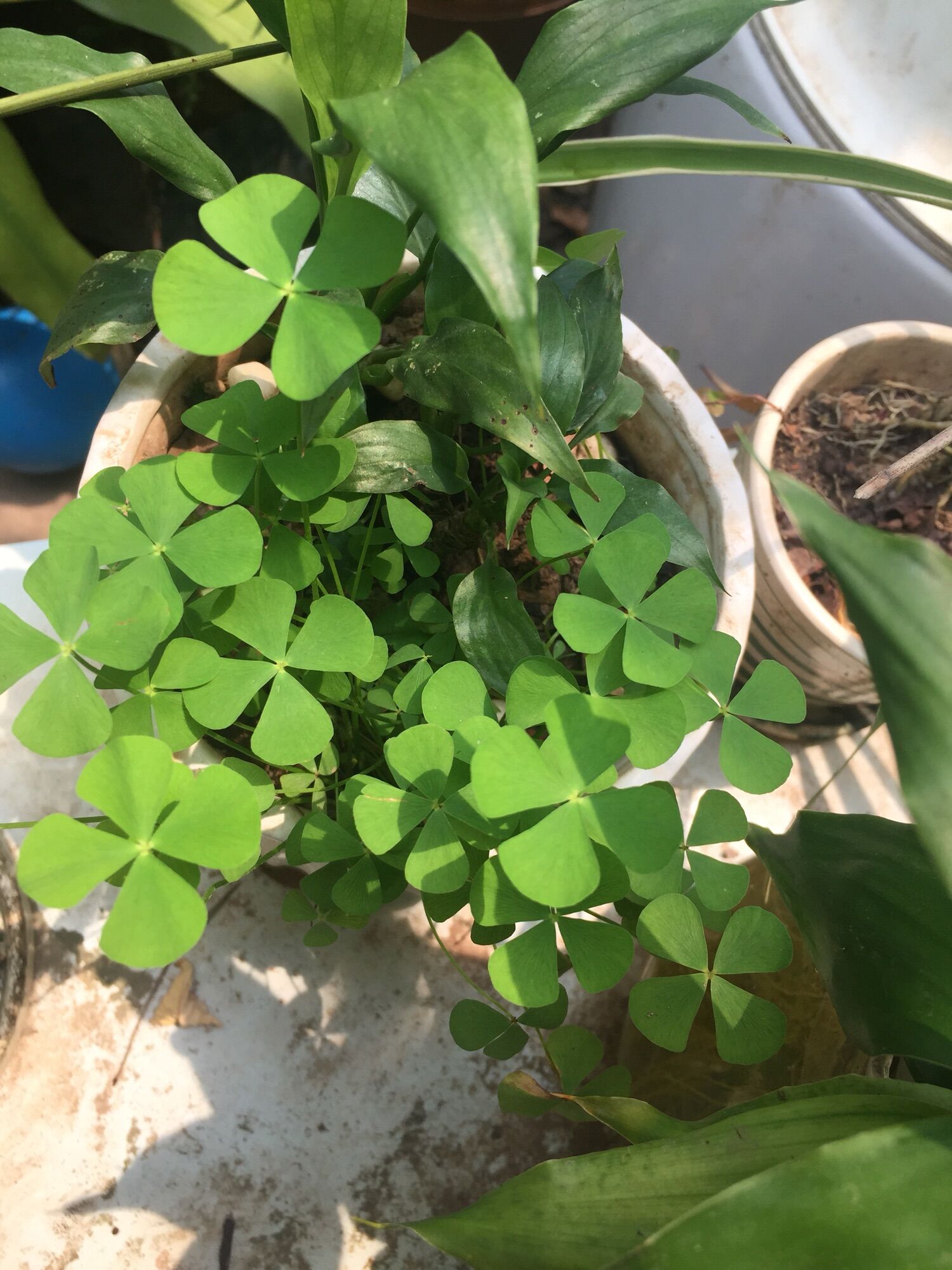 Cỏ bốn lá cỏ bợ 4 lá