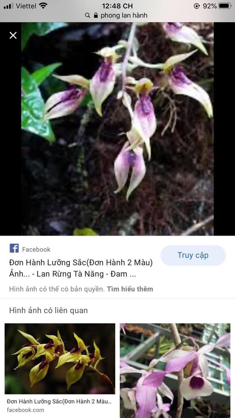Hoa lan đơn hành HOA TẾT