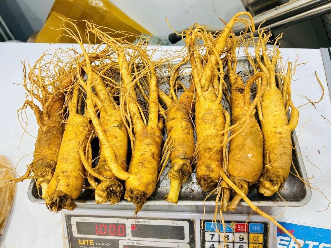 [HCM] 1 Củ Sâm Tươi Hàn Quốc đủ rễ loại 7 củ/kg