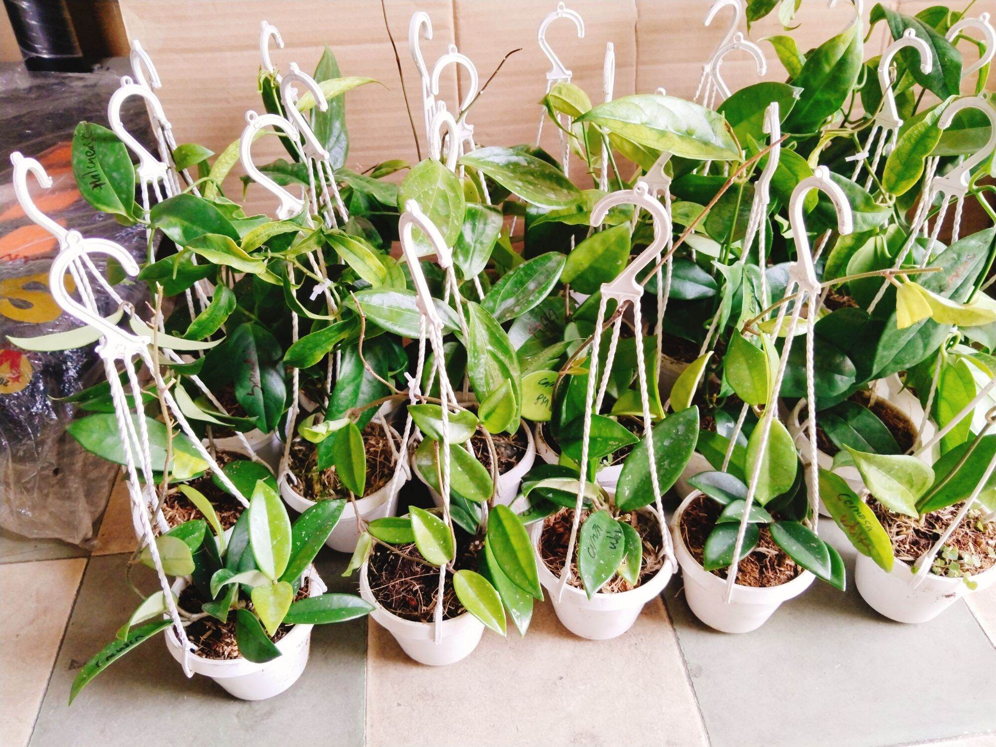 Cây lan cẩm cù nhiều màu hoa