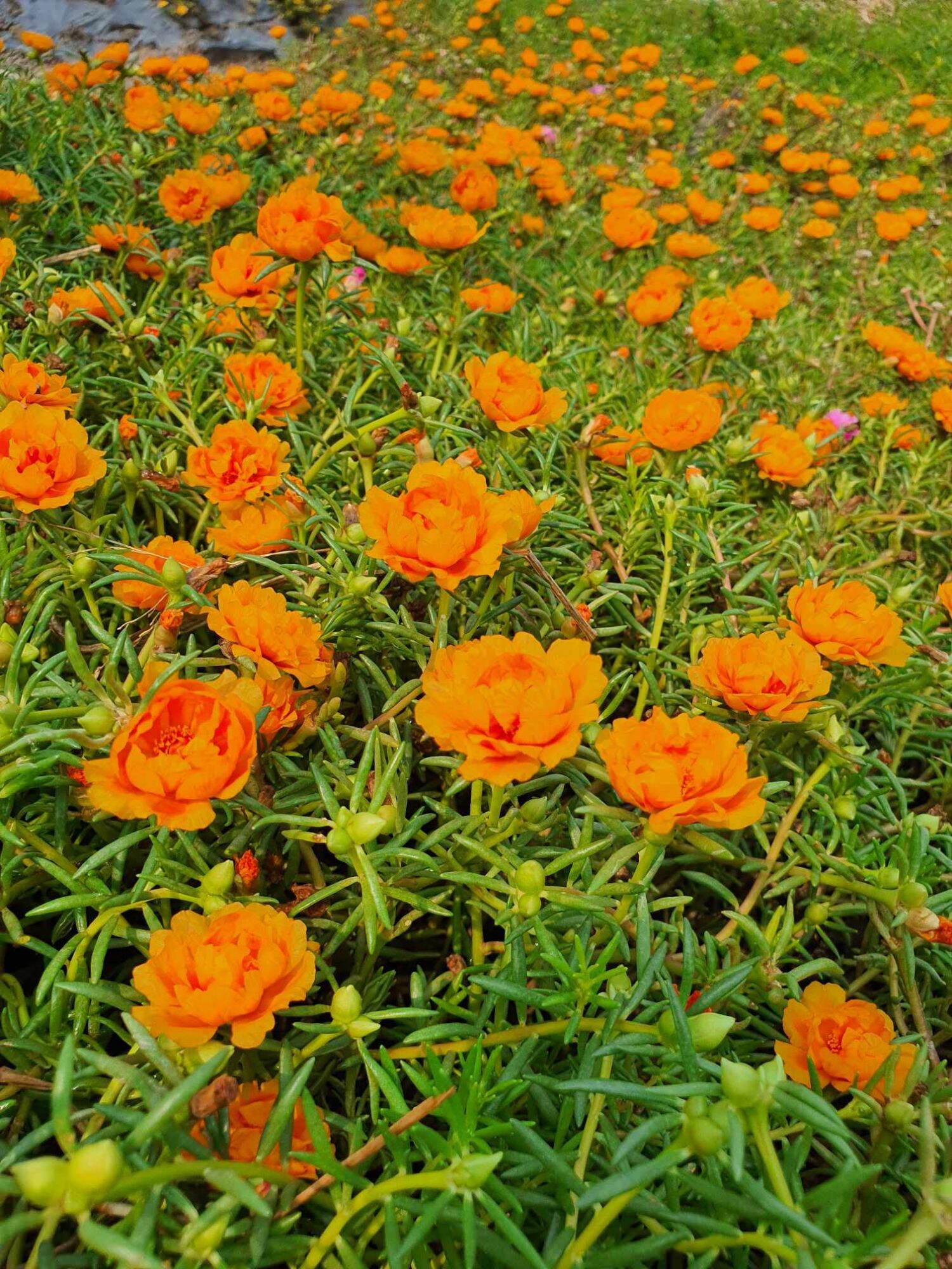 cành hoa 10 giờ màu vàng cam