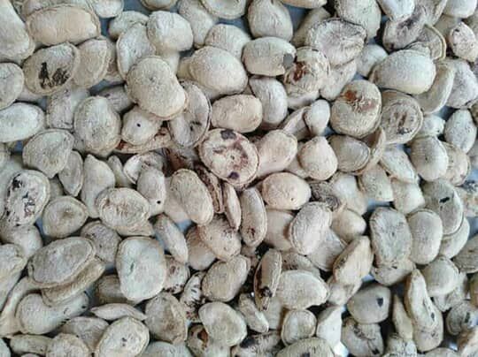 20 Hạt Sang Trắng - Hạt Sành