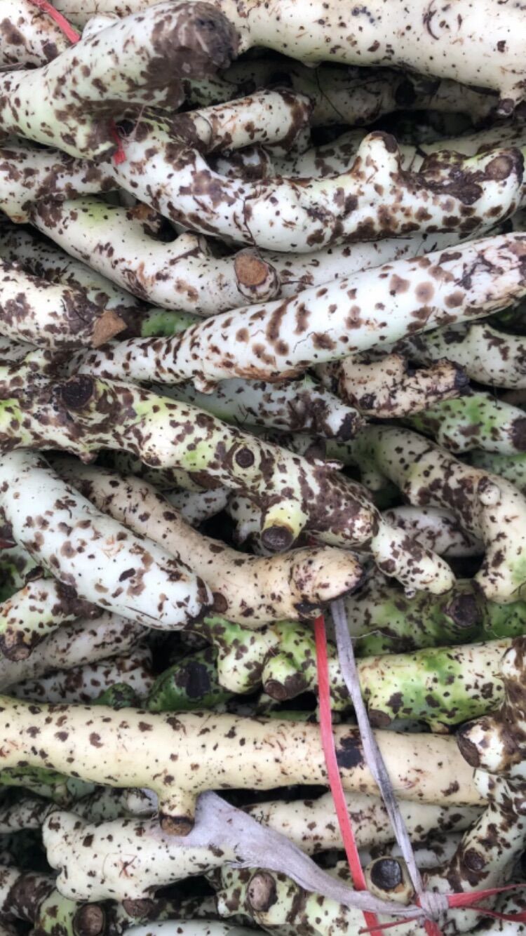 Cốt toái bổ tươi