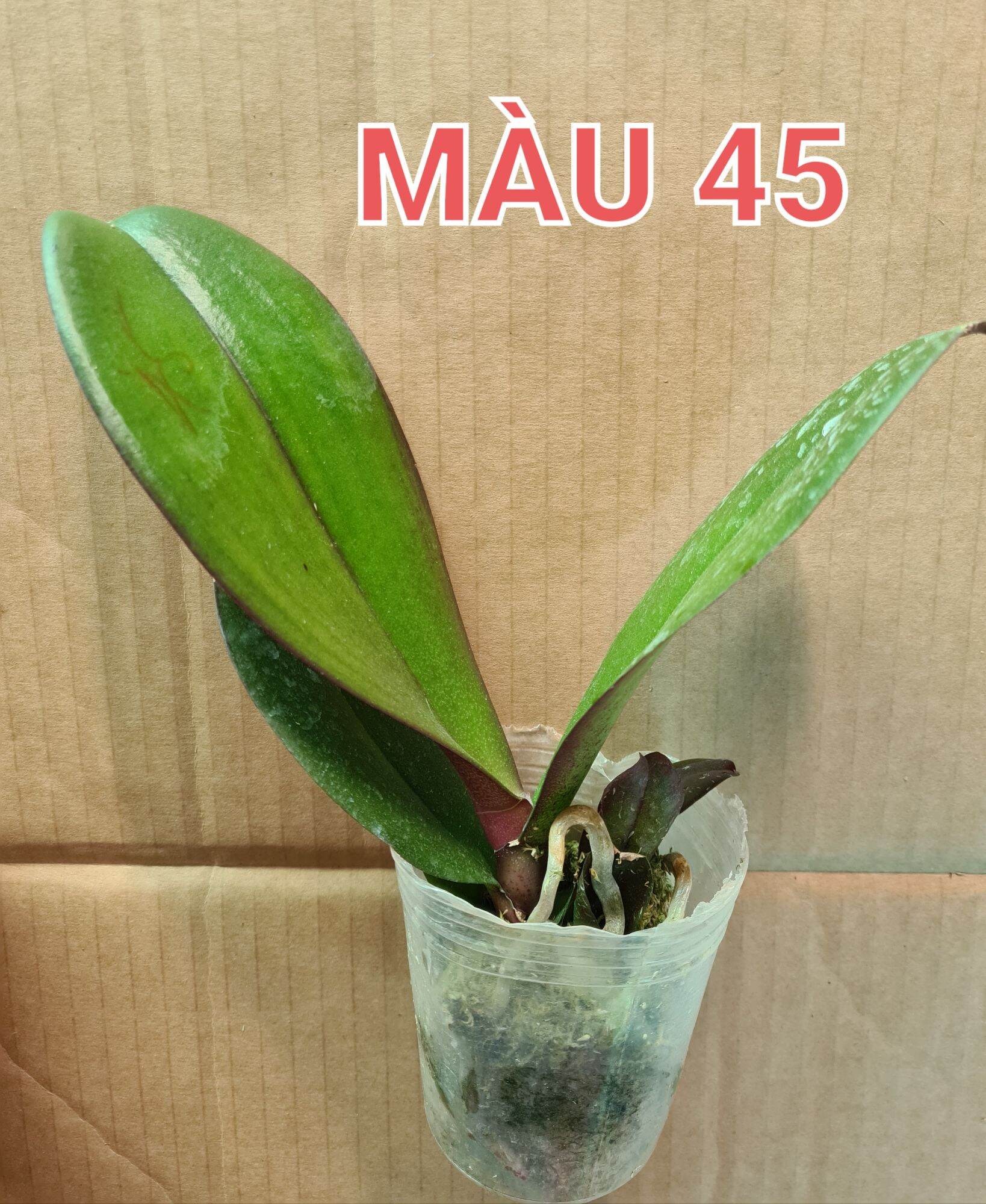 lan hồ điệp cốc 2.5 màu ớt đỏ