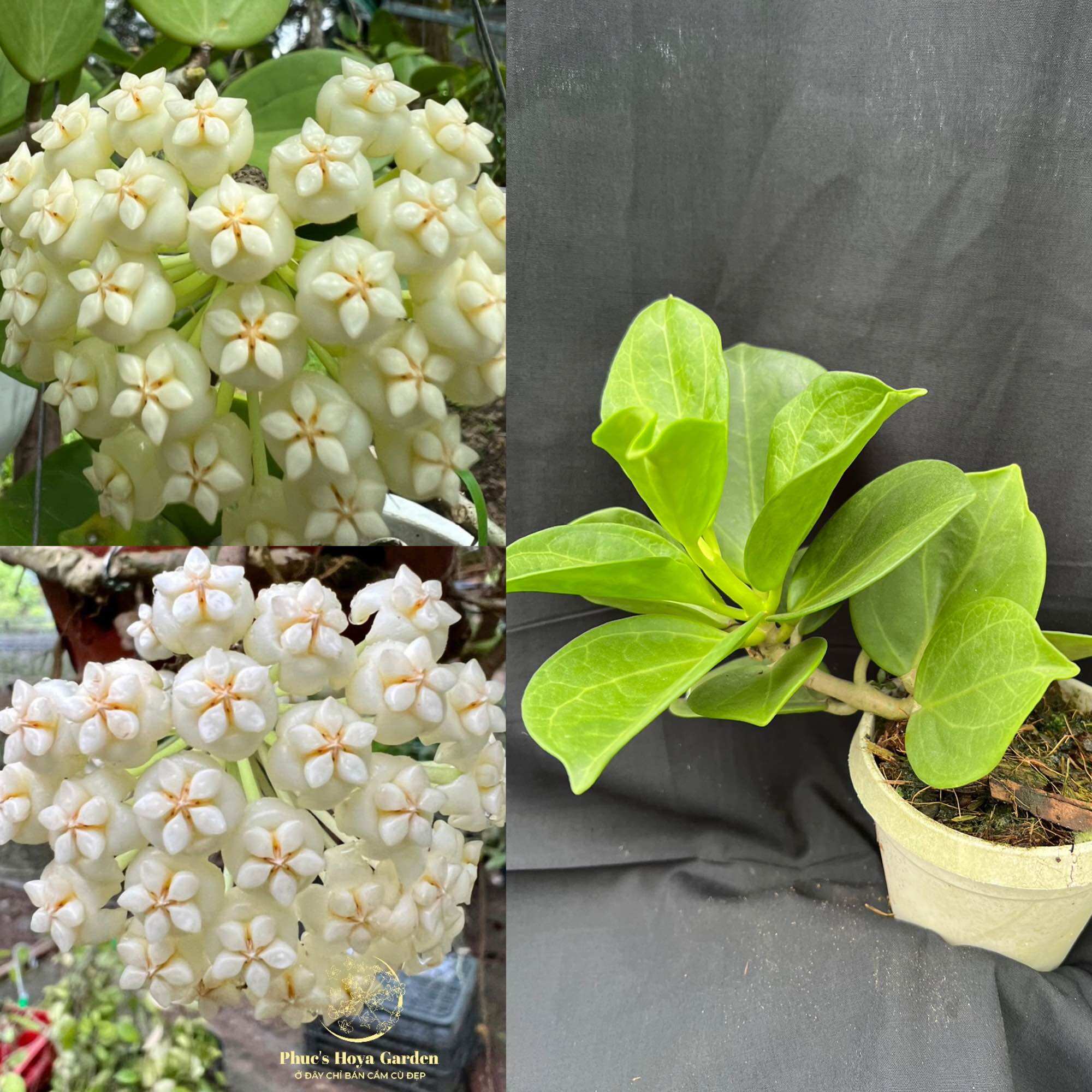 Chậu Cẩm cù Hoya pachyclada white nhiều kích thước