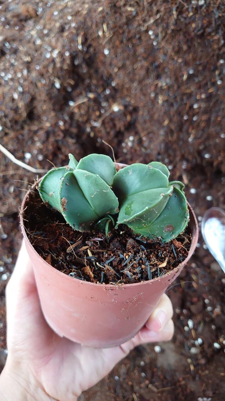 xương rồng astro xanh 2 đầu