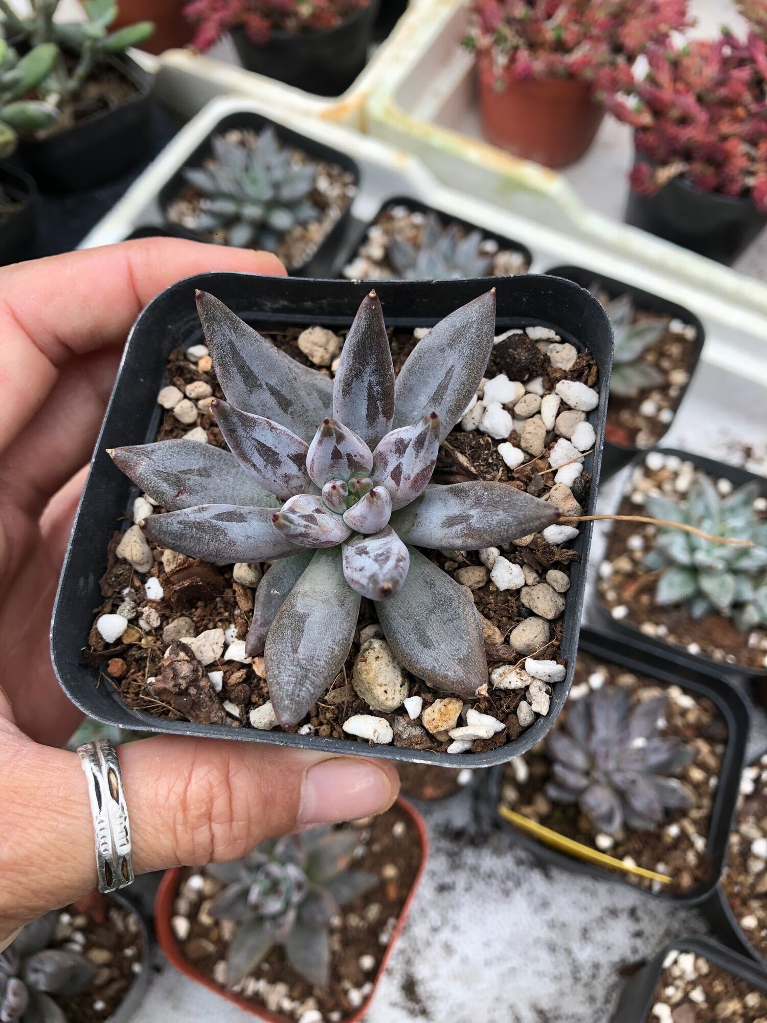 Sen đá Vuốt Đen 6cm