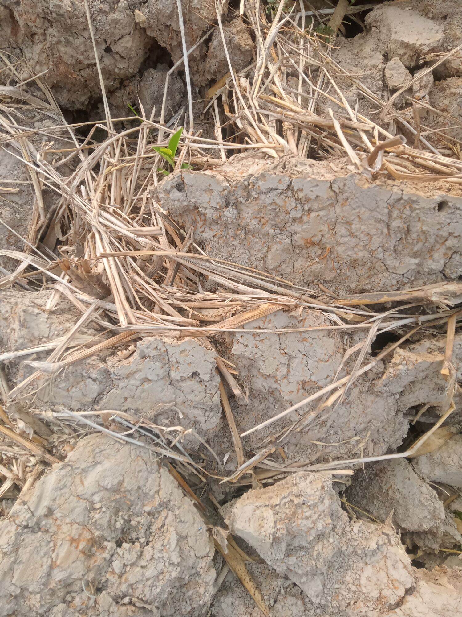 đất cày vùng trồng lúa