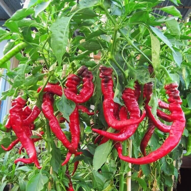 HẠT GIỐNG ỚT TRIỆU ỚT NGỌT MỸ GÓI 10 hạt/ gói
