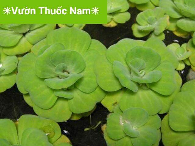 combo 5 bèo tai tượng to dễ trồng