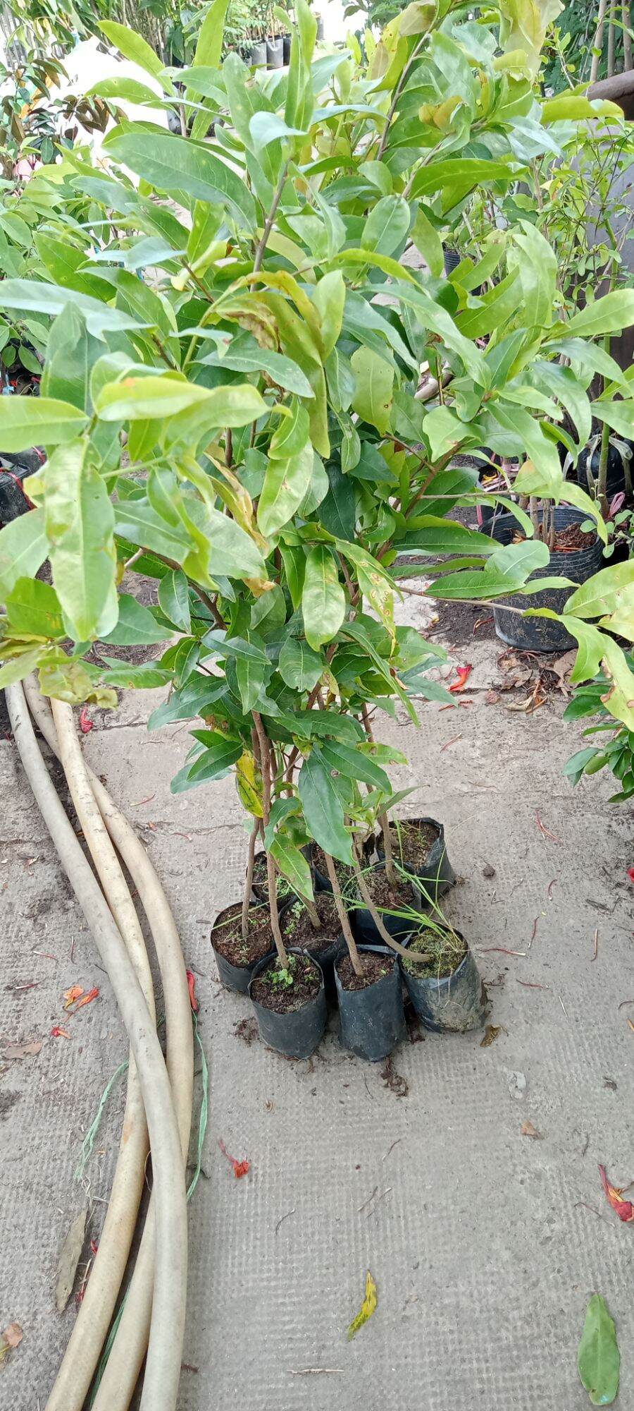 Combo 10 cây mai quấn rễ cao từ 70 cm trở lên