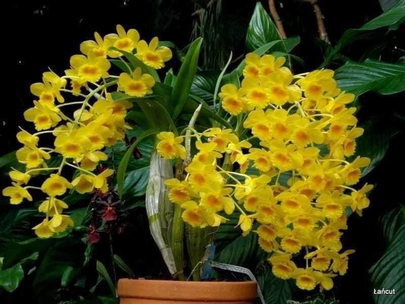 Hoa Lan Sơn thủy tiên vv
