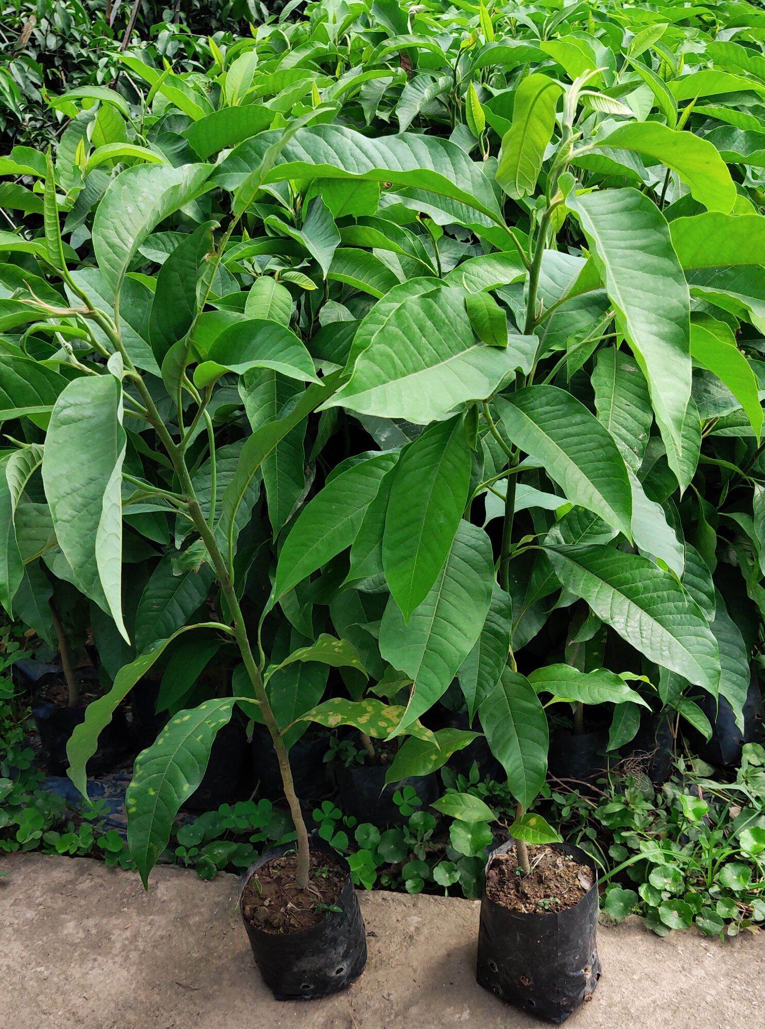 Cây giống Ngọc Lan hoa vàng, hoa trắng